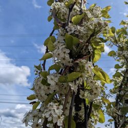Poteet Produce - Trees for sale