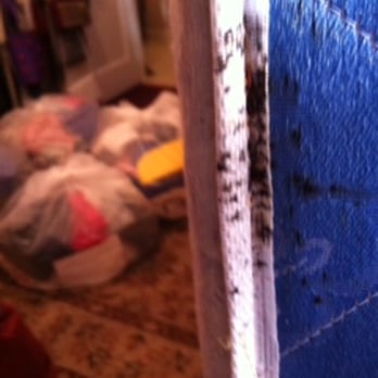 Gregory Pest Solutions - Bedbugs are in season. - Pest Control Near Me