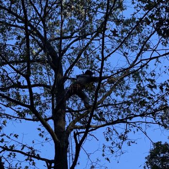 Rappahannock Tree Preservation - How strong does one have to be to fully extend an arm, while holding a heavy, running CHAINSAW, while cutting a limb off?!?! - Tree Services Near Me Rappahannock Tree Preservation - How strong does one have to be to fully extend an arm, while holding a heavy, running CHAINSAW, while cutting a limb off?!?! - Tree Services Near Me