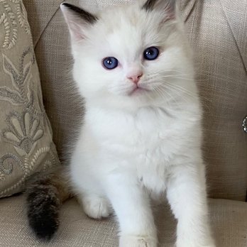 AdorableDolls Ragdolls - One of the many pictures of our Seal Bi-Color Male that Carol shared with us - Pet Breeders Near Me AdorableDolls Ragdolls - One of the many pictures of our Seal Bi-Color Male that Carol shared with us - Pet Breeders Near Me
