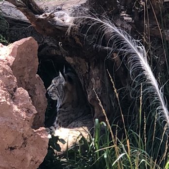 Bearizona - Zoos Near Me - Williams, Arizona