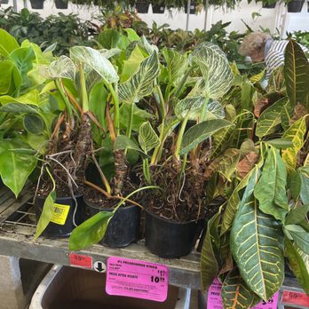 Menards - Dry or dying plants - Hardware Stores Near Me - Schererville, Indiana