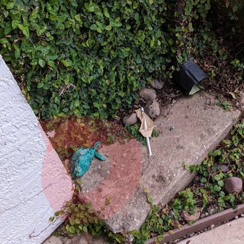 Paseo at Bee Cave by Cortland - Green bag with dog waste sitting there for months. - Apartments Near Me - Bee Cave, Texas Paseo at Bee Cave by Cortland - Green bag with dog waste sitting there for months. - Apartments Near Me - Bee Cave, Texas