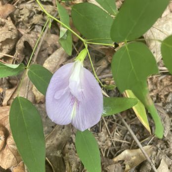 Don Carter State Park - Wildflowers are in abundance too. - Campgrounds Near Me - Gainesville, Georgia