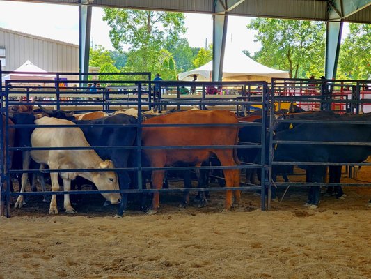 Georgia International Horse Park by null