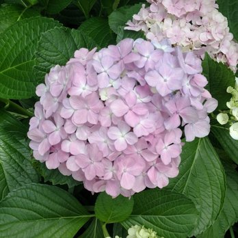 Hampton Park - Hydrangeas - Parks Near Me - Charleston, South Carolina