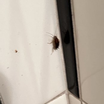 Masala Street - On of the cockroaches that scattered in the restroom as soon as I turned on the lights - Indian Near Me - Encinitas, California