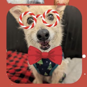 BHV- Austin - Teddy over XMAS 2023 - Pet Boarding Near Me - Austin, Texas