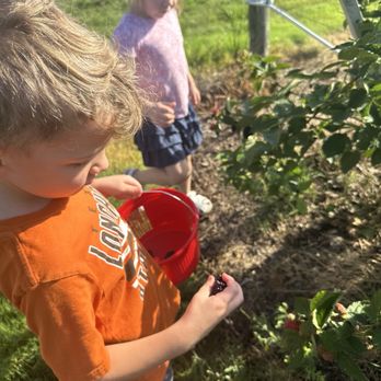 Blessington Farms - Blackberries - Pumpkin Patches Near Me - Simonton, Texas