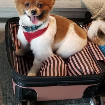 K & A  Grooming - Pet Groomers Near Me - Pflugerville, Texas