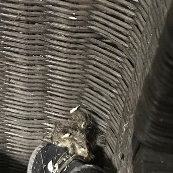 Iron Guard Storage - La Porte - Dead mouse inside my furniture - Self Storage Near Me - La Porte, Texas Iron Guard Storage - La Porte - Dead mouse inside my furniture - Self Storage Near Me - La Porte, Texas