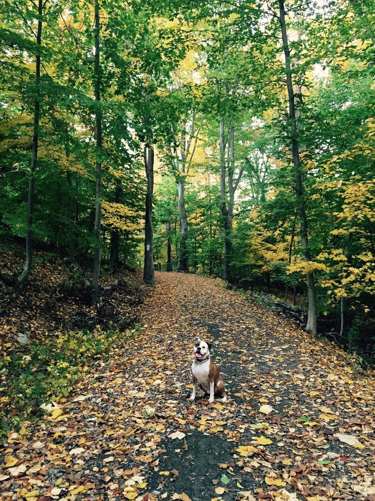 EAST RUMBROOK DOG PARK Updated September 2024 13 Photos & 33