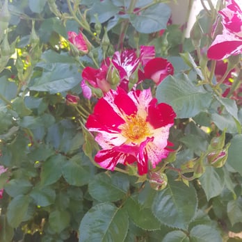 Natomas Rose Garden - Parks Near Me - Sacramento, California Natomas Rose Garden - Parks Near Me - Sacramento, California
