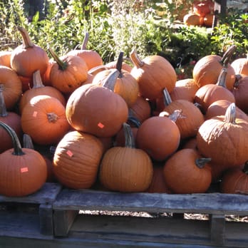 Carter's Country Corner - Nurseries & Gardening Near Me - Chesapeake, Virginia Carter's Country Corner - Nurseries & Gardening Near Me - Chesapeake, Virginia
