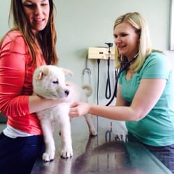Homewood Animal Hospital - Bixby's last puppy visit... he's graduated to an annual status!
