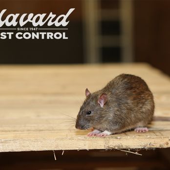 Havard Pest Control - Pest Control Near Me - Wiggins, Mississippi Havard Pest Control - Pest Control Near Me - Wiggins, Mississippi
