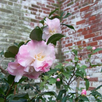 Lyman Estate - pink camellias in the camellia room - Landmarks & Historical Buildings Near Me - Waltham, Massachusetts Lyman Estate - pink camellias in the camellia room - Landmarks & Historical Buildings Near Me - Waltham, Massachusetts