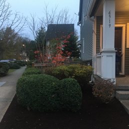 No more weeds in the ground. Shrubs manicured with new mulch! No more weeds in the ground. Shrubs manicured with new mulch!