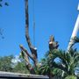 Photo of Monster Tree Service of Greater Boca Raton