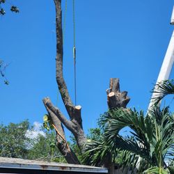 Monster Tree Service of Greater Boca Raton