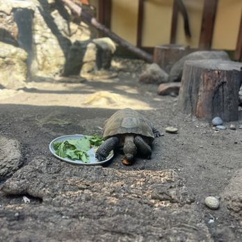 CuriOdyssey - Tortoise - Zoos Near Me - San Mateo, California