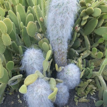 Arizona Garden - Botanical Gardens Near Me - Stanford, California Arizona Garden - Botanical Gardens Near Me - Stanford, California