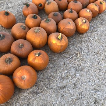 Pumpkin Station - Kids Activities Near Me - Bonita, California Pumpkin Station - Kids Activities Near Me - Bonita, California