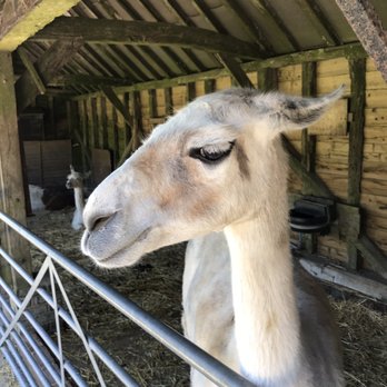 The Llama Park - Parks Near Me