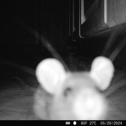 Guardian Pest Protection and Management - Cute but destructive.