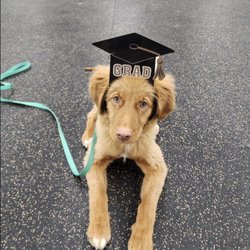 Huntsville Obedience Training Club