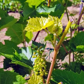 Olalla Vineyard & Winery - Some grapes growing - Wine Tasting Room Near Me - Olalla, Washington