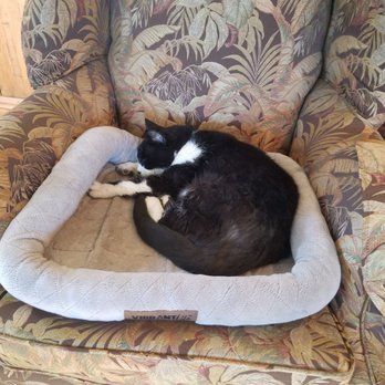 Adelaide Inn - Cat in lobby. - Hotels Near Me - Paso Robles, California