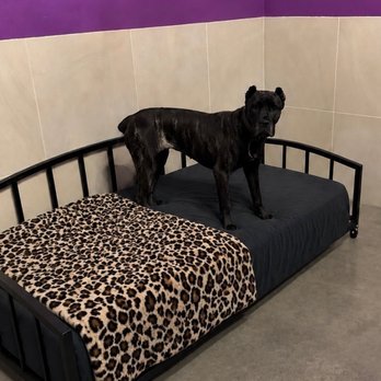 LV Dog Resort - Pet Boarding Near Me - Las Vegas, Nevada LV Dog Resort - Pet Boarding Near Me - Las Vegas, Nevada