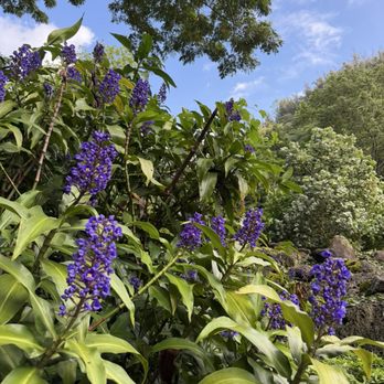 Waimea Valley - Venues & Event Spaces Near Me - Haleiwa, Hawaii Waimea Valley - Venues & Event Spaces Near Me - Haleiwa, Hawaii