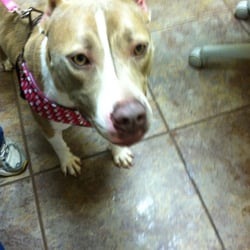 Animal Medical Clinic 2 - Aubrey, wondering why the kitties weren't allowed in the exam room...