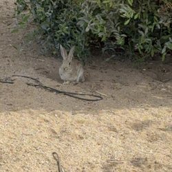 Maturango Museum Of Indian Wells Valley - Desert garden with rabbit in shade.