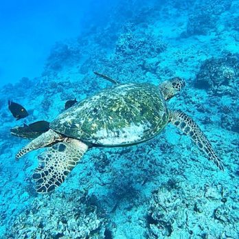 Sail Hawaiian Style Catamaran - Snorkeling with turtles - Sailing Near Me - Honolulu, Hawaii Sail Hawaiian Style Catamaran - Snorkeling with turtles - Sailing Near Me - Honolulu, Hawaii