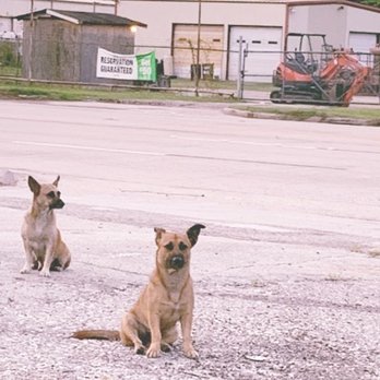 Taqueria Brisa Del Mar - Two dogs sitting in the middle of the street near Taqueria Brisa Del Mar. - Mexican Near Me - Houston, Texas Taqueria Brisa Del Mar - Two dogs sitting in the middle of the street near Taqueria Brisa Del Mar. - Mexican Near Me - Houston, Texas