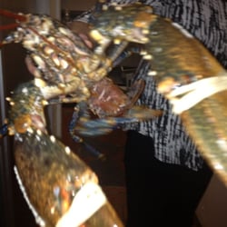 Taste Fish & Grill Bar - The perfectly cooked lobster i had at Taste Fish & Grill Bar