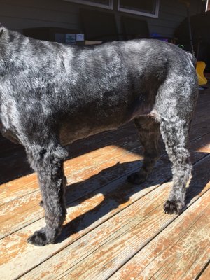 Hair Of The Dog Wash and Groom by null