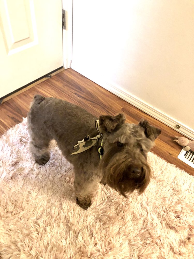 BELLA’S PAWSH PARLOUR 10 Photos 9747 Newhaven Loop, Anchorage