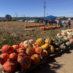 The Pumpkin Patch
