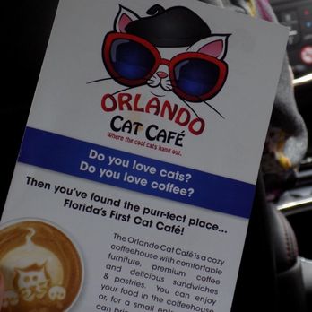 Orlando Cat Cafe - Animal Shelters Near Me - Clermont, Florida Orlando Cat Cafe - Animal Shelters Near Me - Clermont, Florida