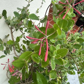 Jack and the Beanstalk Nursery - Honey Suckle - Nurseries & Gardening Near Me - West Palm Beach, Florida