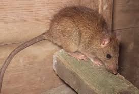 Free Rodent Inspections call 512-588-2998 - Hearing noises in the attic, or walls? Finding droppings in garage? Call us to day to schedule your no obligation inspection. Don't live with uninvited guests, In-Laws are bad enough:)