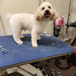 Pet Perfection - Etienne the toy poodle sporting a Teddy bear clip