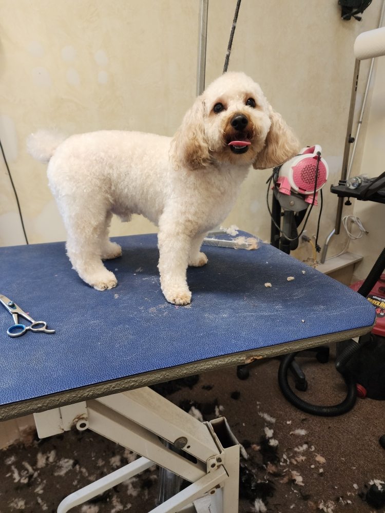 PET PERFECTION Updated August 2024 429 Rte 146, Clifton Park, New