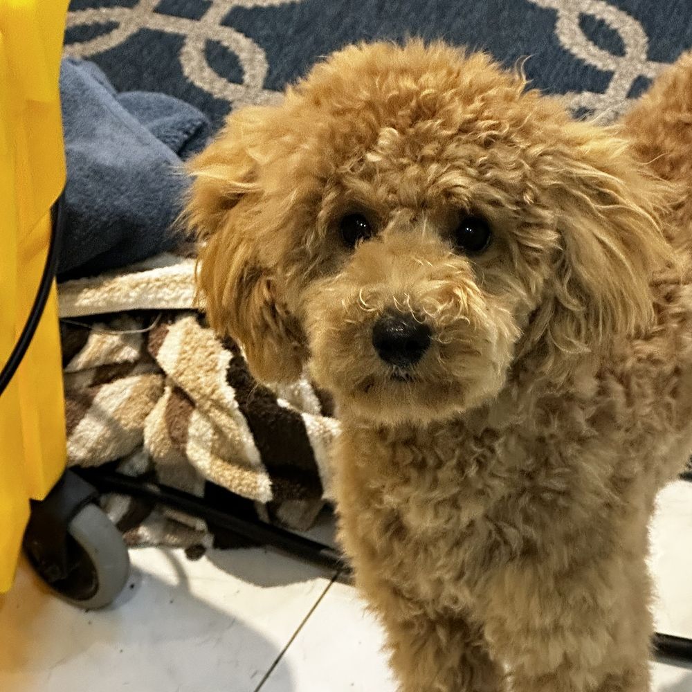 Sharon Spa - Dog grooming - Pet Groomers Near Me - Richmond Hill, Ontario Sharon Spa - Dog grooming - Pet Groomers Near Me - Richmond Hill, Ontario