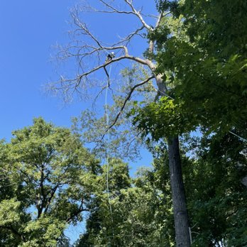 Teo Tree Service - Tree work - Tree Services Near Me Teo Tree Service - Tree work - Tree Services Near Me