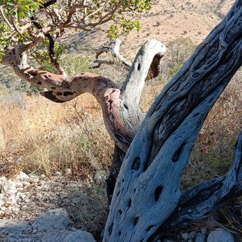 Guadalupe Mountains National Park - Guadalupe Peak trail 12/11/25 - Parks Near Me - Salt Flat, Texas